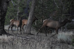 Cervus canadensis canadensis