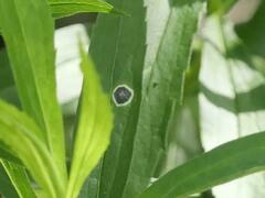 Asteromyia carbonifera