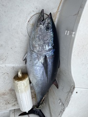 Thunnus