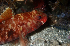 Gobius cruentatus