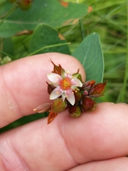 Hypericum virginicum
