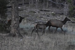 Cervus canadensis canadensis