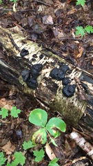 Daldinia concentrica