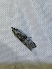 Nephopterix angustella