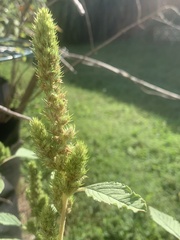 Amaranthus spinosus