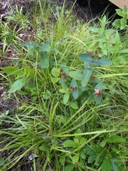 Hypericum virginicum
