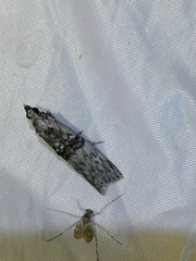 Nephopterix angustella