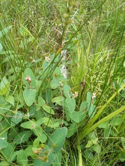 Hypericum virginicum