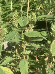 Amaranthus spinosus
