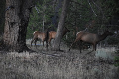 Cervus canadensis canadensis