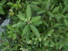 Rhododendron canadense