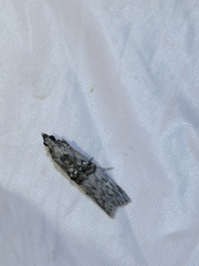 Nephopterix angustella