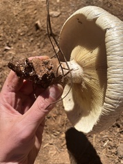 Neolentinus ponderosus