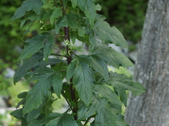 Nabalus trifoliolatus