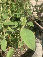 Amaranthus spinosus