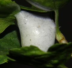 Cercopoidea