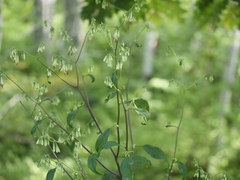 Nabalus trifoliolatus