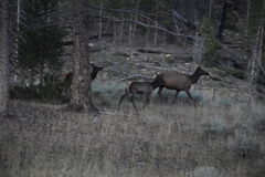 Cervus canadensis canadensis