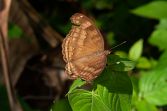 Junonia iphita