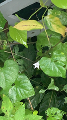 Ipomoea lacunosa