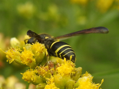 Ancistrocerus antilope