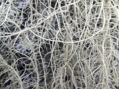 Usnea dasopoga