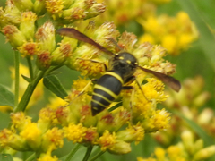 Ancistrocerus antilope