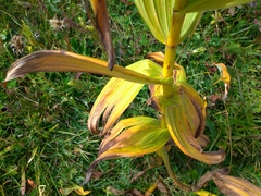 Veratrum