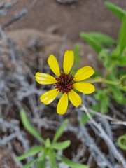 Encelia canescens