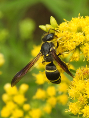 Ancistrocerus antilope