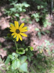 Helianthus atrorubens