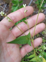 Persicaria arifolia