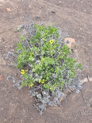 Encelia canescens