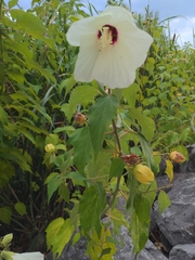 Hibiscus moscheutos