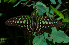 Graphium agamemnon