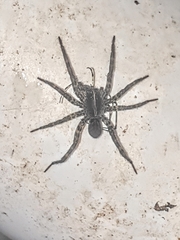 Tigrosa georgicola