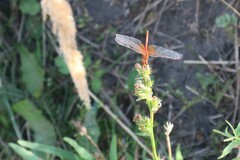 Sympetrum flaveolum