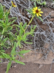 Encelia canescens