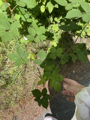 Rubus bifrons