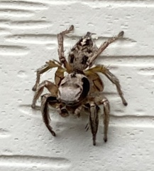 Habronattus cuspidatus