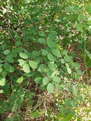 Amelanchier alnifolia