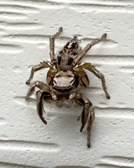 Habronattus cuspidatus