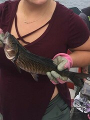 Semotilus corporalis