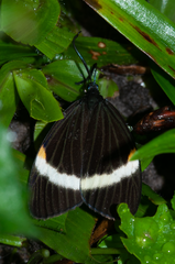 Pidorus albifascia