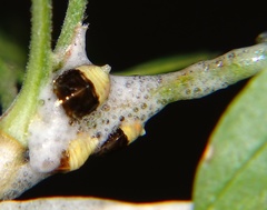 Cercopoidea