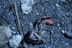 Procambarus clarkii