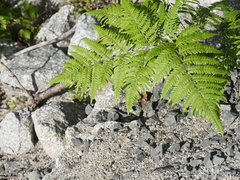 Pteridium aquilinum latiusculum