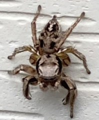 Habronattus cuspidatus