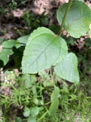 Helianthus atrorubens