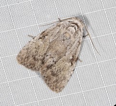 Barasa cymatistis